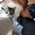 CatVideoFest 20枚目の写真・画像