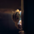 GOOD BOY／グッド・ボーイ 9枚目の写真・画像