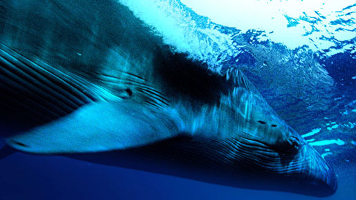 ディープ・ブルー (2003) 1枚目の写真・画像