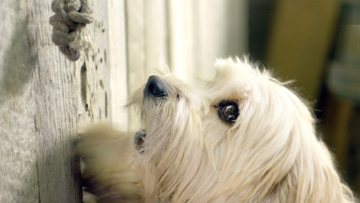 ラブいぬ ベンジー／はじめての冒険 2枚目の写真・画像