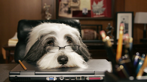 シャギー・ドッグ 1枚目の写真・画像