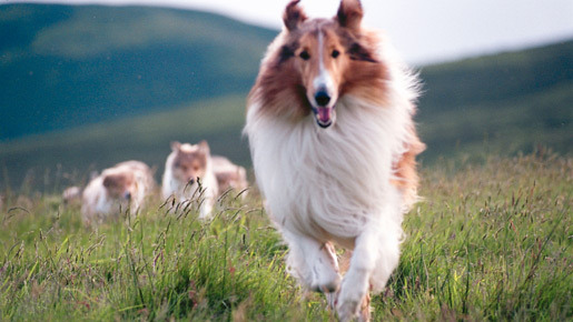 名犬ラッシー (2005) 5枚目の写真・画像