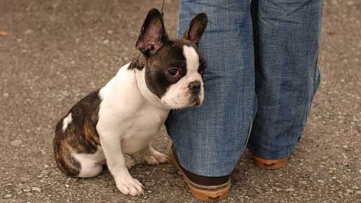 イヌゴエ　幸せの肉球 1枚目の写真・画像