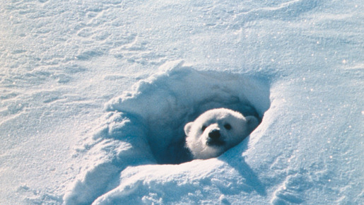 北極のナヌー 1枚目の写真・画像