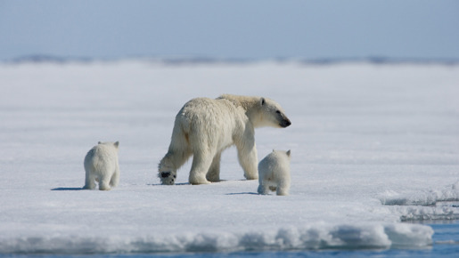 北極のナヌー 5枚目の写真・画像