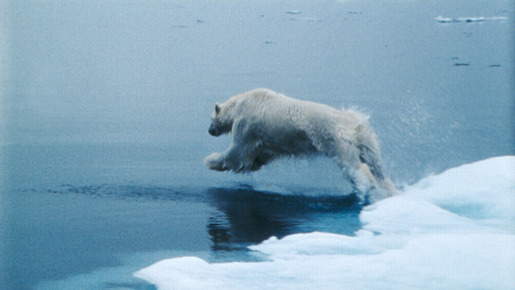 北極のナヌー 7枚目の写真・画像