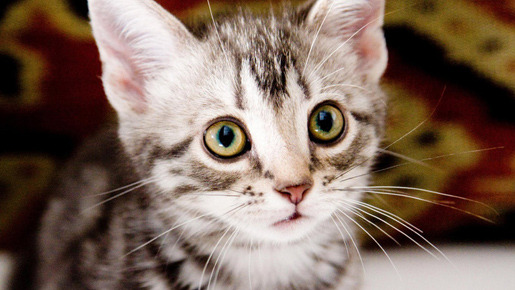 グーグーだって猫である 2枚目の写真・画像