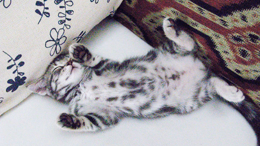 グーグーだって猫である 10枚目の写真・画像