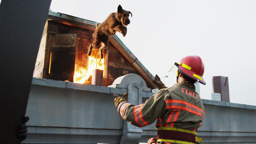 ファイアー・ドッグ　消防犬デューイの大冒険 2枚目の写真・画像