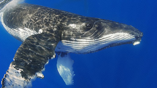 アース 2枚目の写真・画像