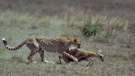アース 4枚目の写真・画像