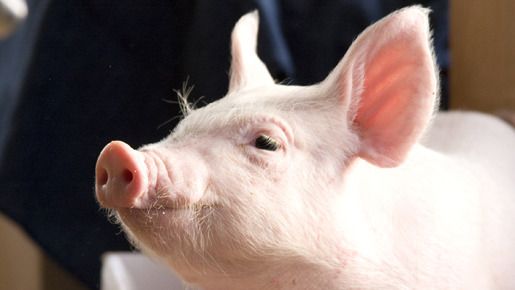 ブタがいた教室 5枚目の写真・画像