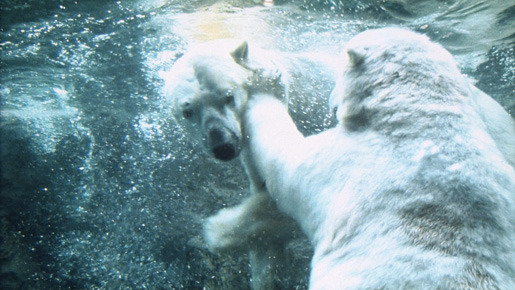 旭山動物園物語　ペンギンが空をとぶ 5枚目の写真・画像