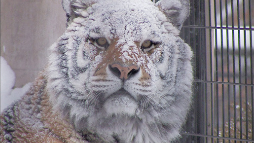 旭山動物園物語　ペンギンが空をとぶ 7枚目の写真・画像