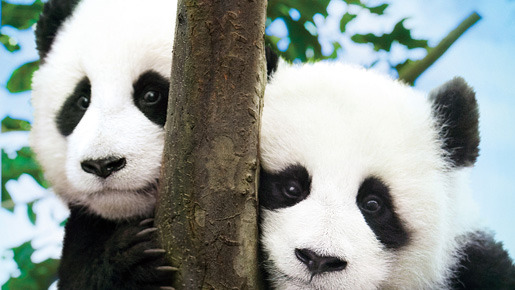 パンダフルライフ 1枚目の写真・画像