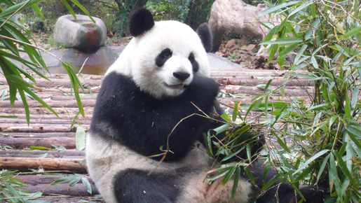 パンダフルライフ 3枚目の写真・画像