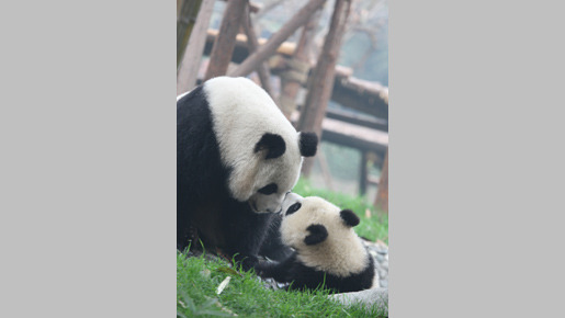 パンダフルライフ 5枚目の写真・画像