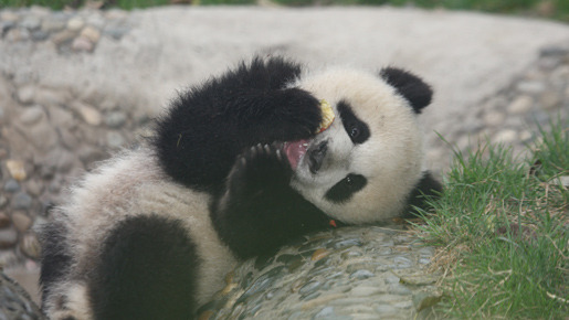 パンダフルライフ 6枚目の写真・画像