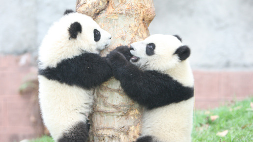 パンダフルライフ 8枚目の写真・画像