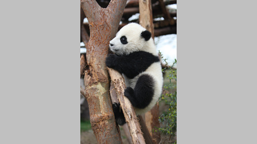 パンダフルライフ 10枚目の写真・画像