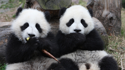 パンダフルライフ 11枚目の写真・画像