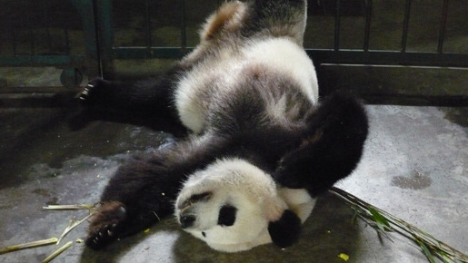 パンダフルライフ 16枚目の写真・画像