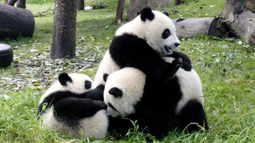 パンダフルライフ 17枚目の写真・画像