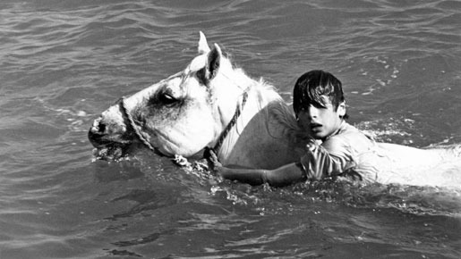 白い馬 2枚目の写真・画像