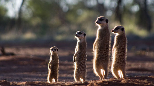 ミーアキャット 2枚目の写真・画像