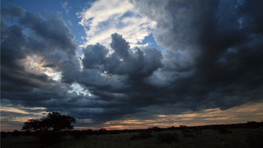 ミーアキャット 8枚目の写真・画像