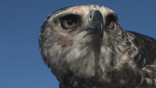 ミーアキャット 9枚目の写真・画像