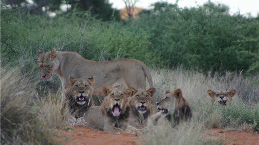 ミーアキャット 10枚目の写真・画像