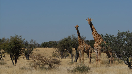 ミーアキャット 13枚目の写真・画像