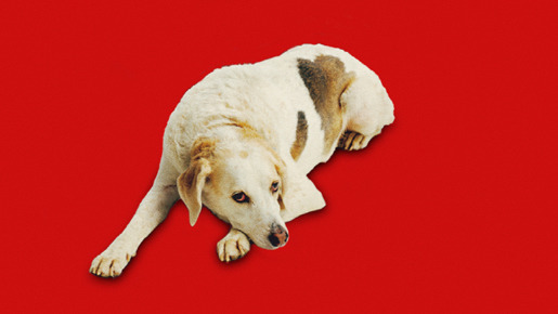 ホルテンさんのはじめての冒険 5枚目の写真・画像