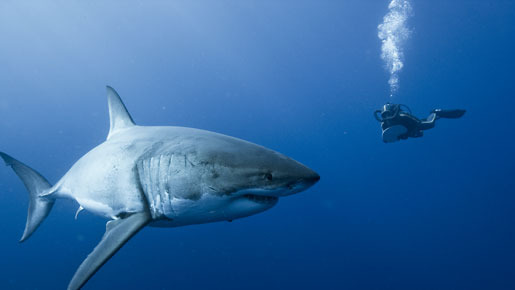 オーシャンズ 3枚目の写真・画像