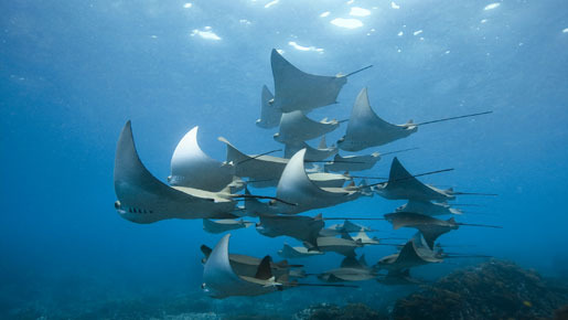 オーシャンズ 5枚目の写真・画像