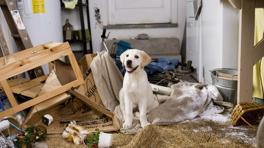 マーリー　世界一おバカな犬が教えてくれたこと 4枚目の写真・画像