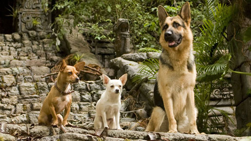 ビバリーヒルズ・チワワ 3枚目の写真・画像