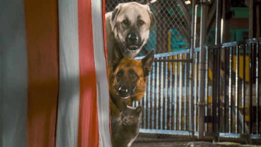 キャッツ＆ドッグス　地球最大の肉球大戦争 2枚目の写真・画像