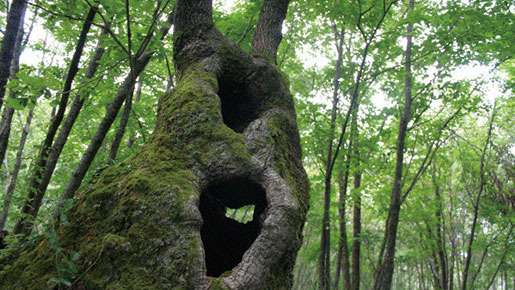 里山 1枚目の写真・画像