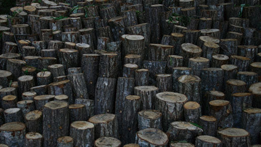 里山 6枚目の写真・画像