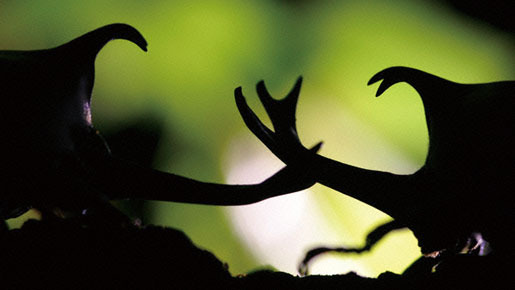 里山 7枚目の写真・画像