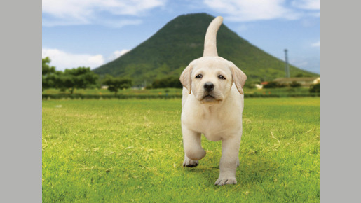 きな子〜見習い警察犬の物語〜 2枚目の写真・画像