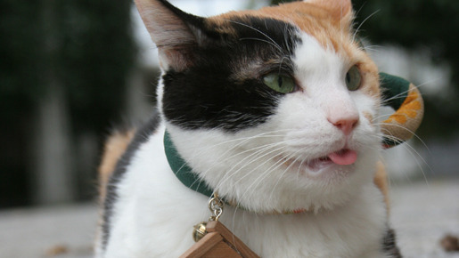 ねこタクシー 2枚目の写真・画像