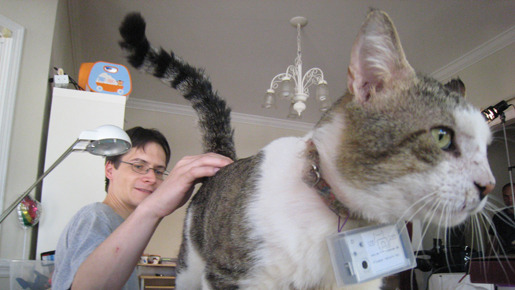 ネコを探して 3枚目の写真・画像