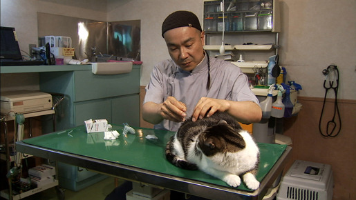 ネコを探して 5枚目の写真・画像