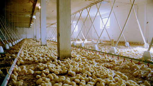 ありあまるごちそう 3枚目の写真・画像