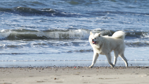 わさお 5枚目の写真・画像