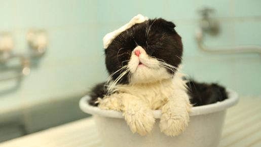 ねこばん3D　とび出すにゃんこ 9枚目の写真・画像