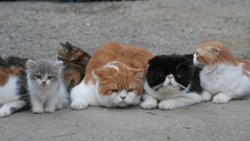 ねこばん3D　とび出すにゃんこ 10枚目の写真・画像